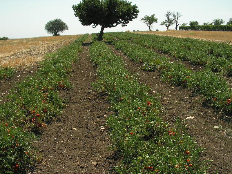 Tomaten volle grond