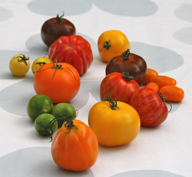 Diverse tomaten rassen.